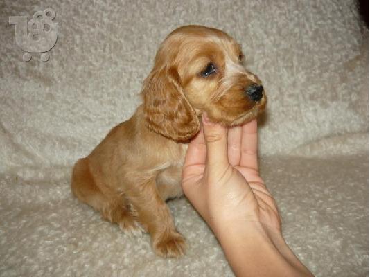 Kαλή τιμή!!!.Πουλάω όμορφα κουτάβια ράτσα ENGLISH KOKER SPANIEL- Αγγλικός Κόκερ Σπάνιελ -2...